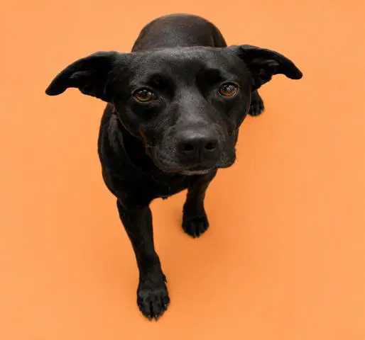 Leafy - Pit Bull Terrier