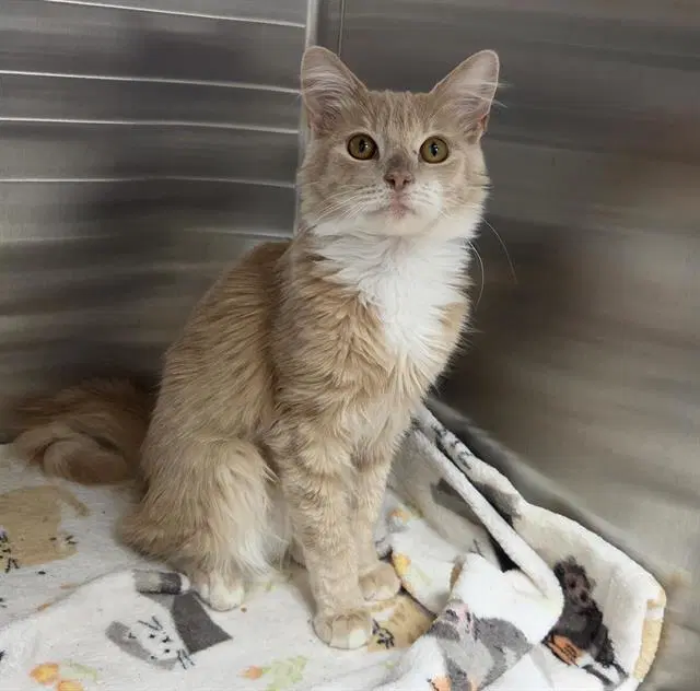 Ziggy Stardust - Domestic Medium Hair