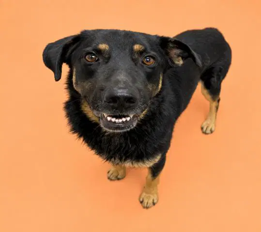 Mr Mike - German Shepherd Dog