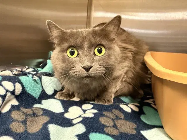 Unknown - Domestic Long Hair