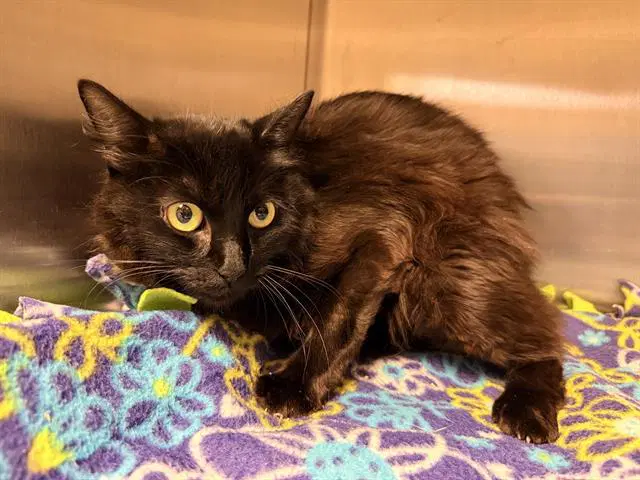 Unknown - Domestic Short Hair