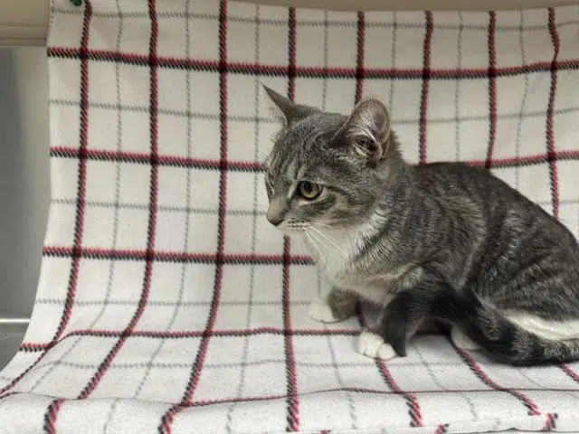 Unknown - Domestic Short Hair