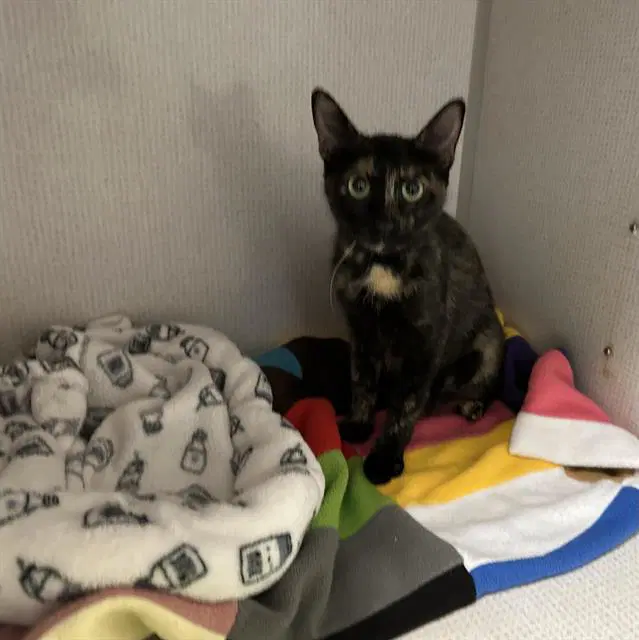 Unknown - Domestic Short Hair