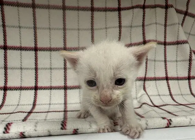 Unknown - Domestic Short Hair