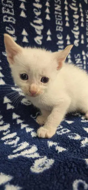 Unknown - Domestic Short Hair