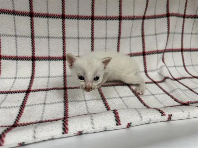 Unknown - Domestic Short Hair