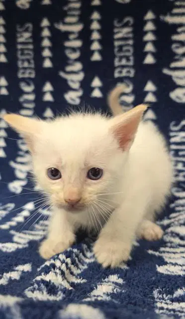 Unknown - Domestic Short Hair
