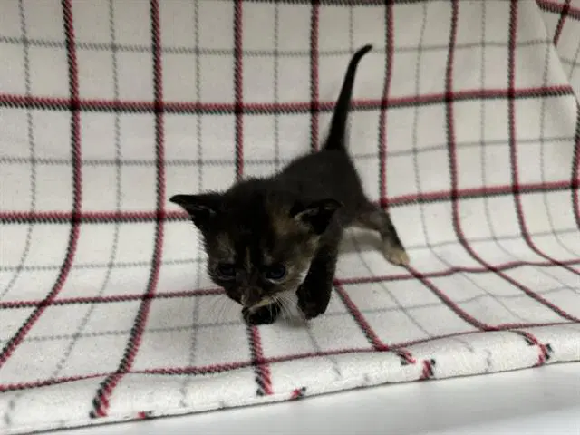 Unknown - Domestic Short Hair