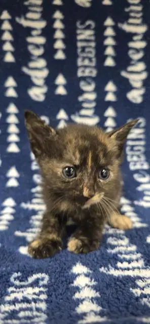 Unknown - Domestic Short Hair