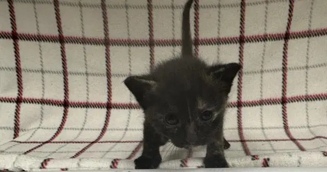 Unknown - Domestic Short Hair