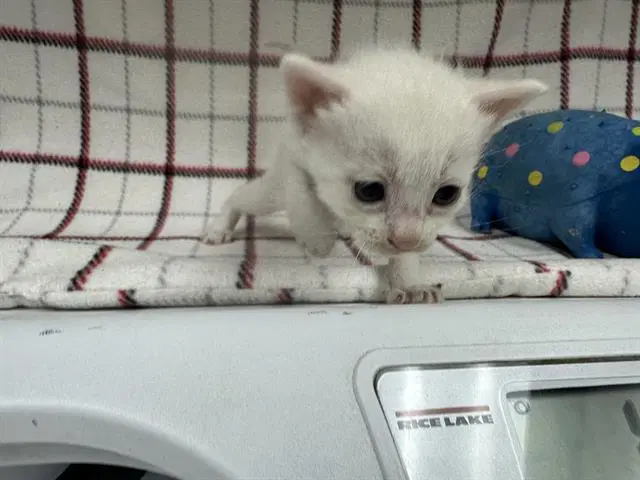 Unknown - Domestic Short Hair