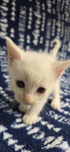 Unknown - Domestic Short Hair