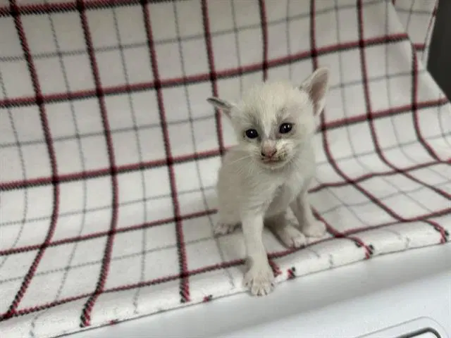 Unknown - Domestic Short Hair
