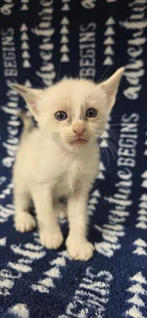 Unknown - Domestic Short Hair