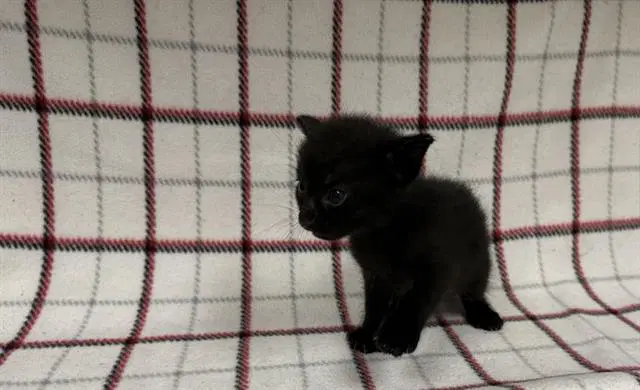 Unknown - Domestic Short Hair