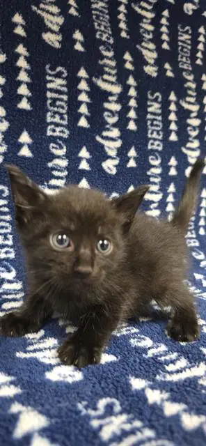 Unknown - Domestic Short Hair