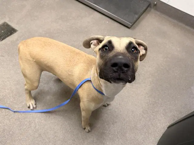 Peanutding Ding - Mastiff