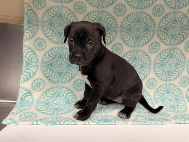 Sassy - Pit Bull Terrier