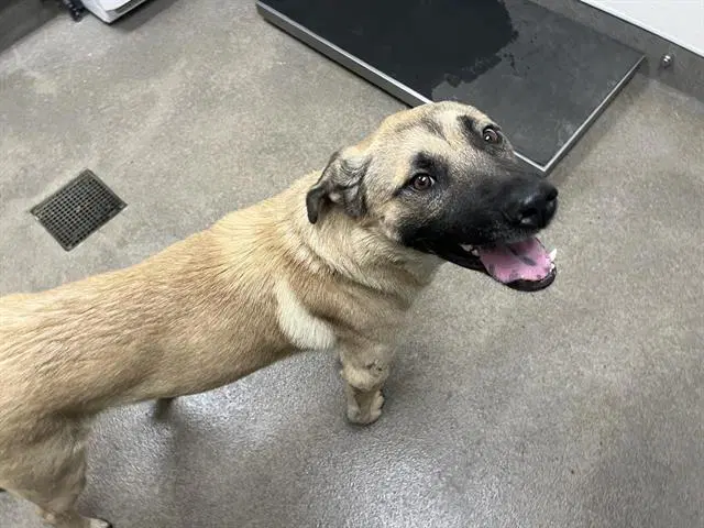 Tender - German Shepherd Dog