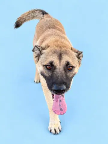 Tender - German Shepherd Dog