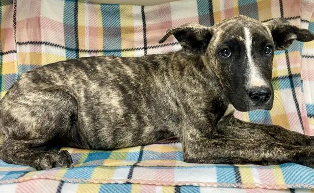 Unknown - Pit Bull Terrier