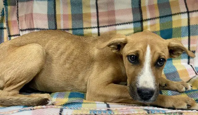 Unknown - Pit Bull Terrier