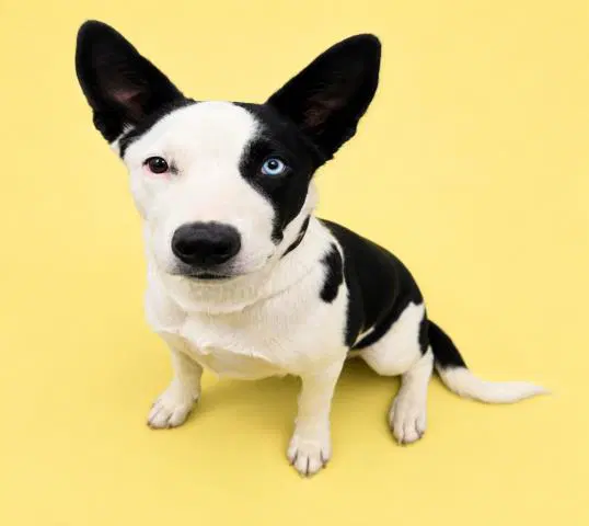 Scout - Pit Bull Terrier