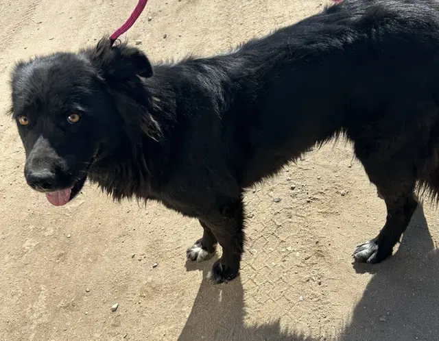 Bee - Border Collie
