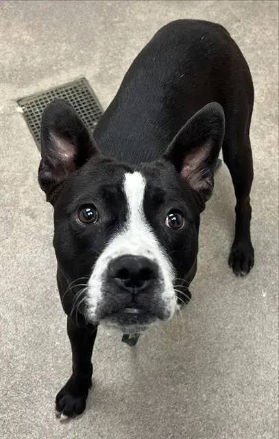 Billy - Pit Bull Terrier