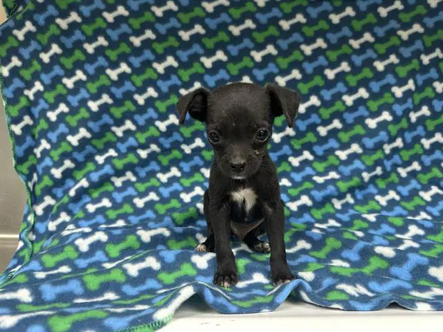 Unknown - Chihuahua