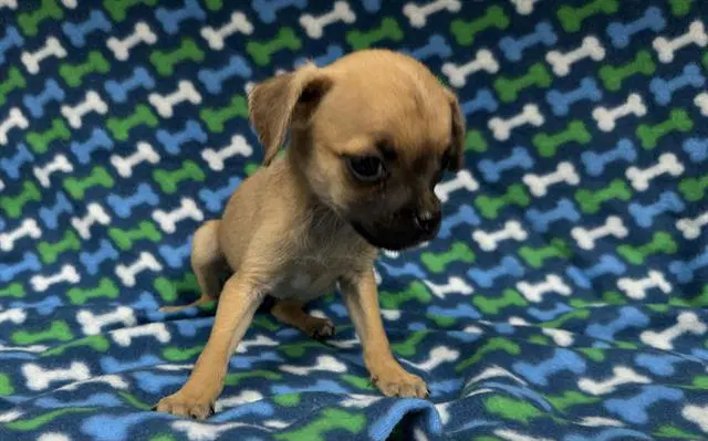 Unknown - Chihuahua