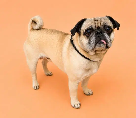 Unknown - Pug