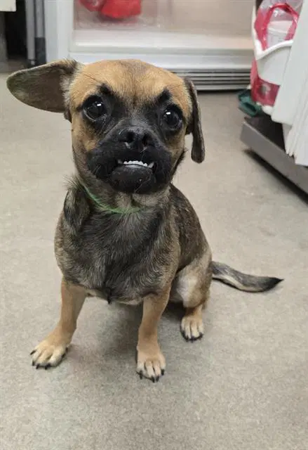 Sally - Pug