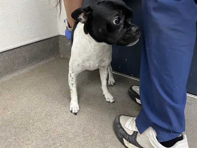 Oreo - Boston Terrier