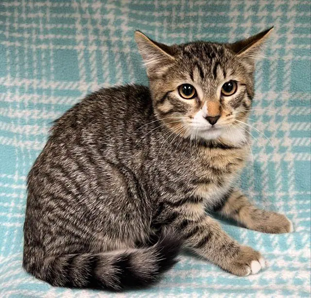 Melva - Domestic Short Hair