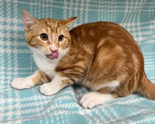 Archer - Domestic Short Hair