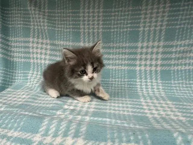 Augustus - Domestic Medium Hair
