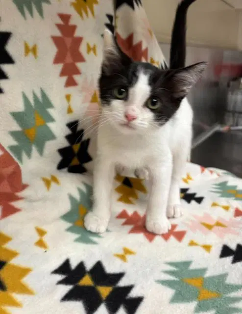 Poppy - Domestic Short Hair