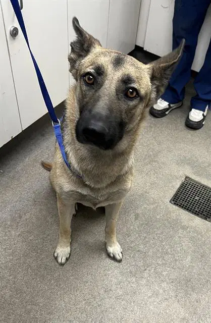 Tawny - German Shepherd Dog
