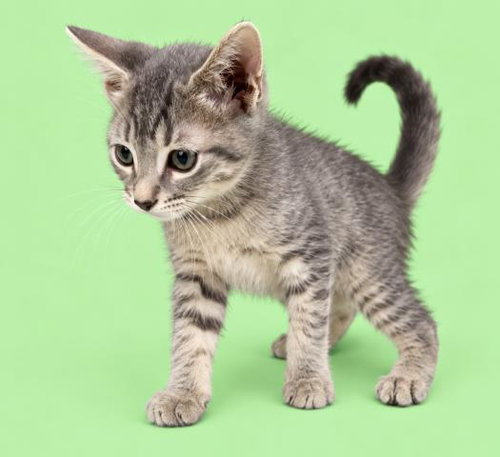 FLINT, a cat for adoption from HESPERIA ANIMAL SHELTER