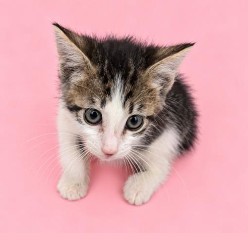 RUNE, a cat for adoption from HESPERIA ANIMAL SHELTER