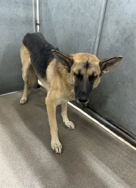 Sunny - German Shepherd Dog