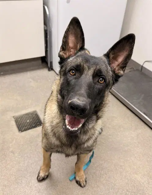 Norman - Belgian Shepherd Malinois