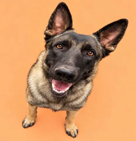 Norman - Belgian Shepherd Malinois
