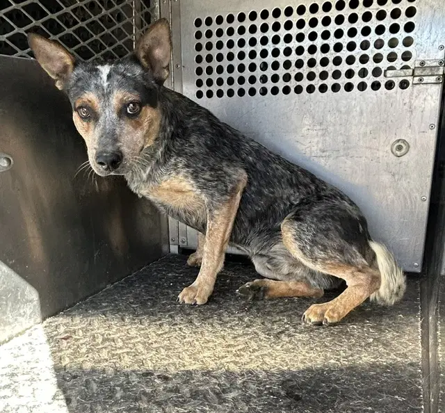 Donnie - Queensland Heeler