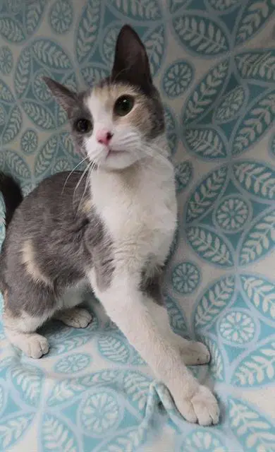 Unknown - Domestic Short Hair