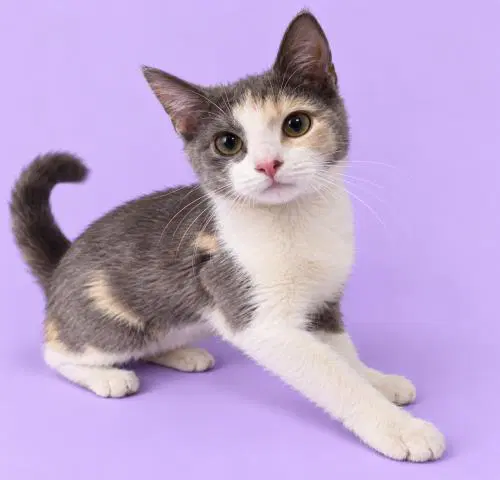 Unknown - Domestic Short Hair
