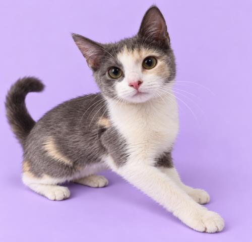 BABS, a cat for adoption from HESPERIA ANIMAL SHELTER