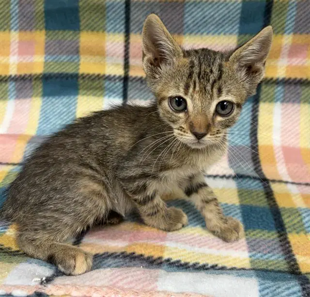 Unknown - Domestic Short Hair