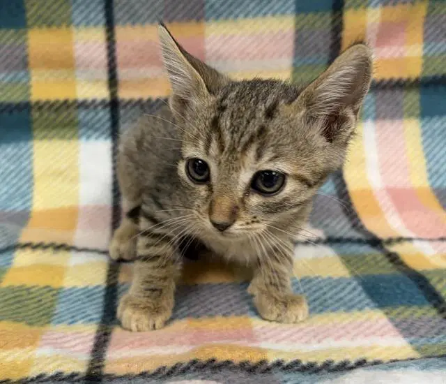 Unknown - Domestic Short Hair